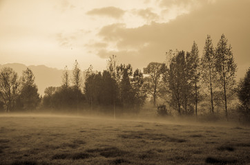 Foggy meadow on a cold autumn evening
