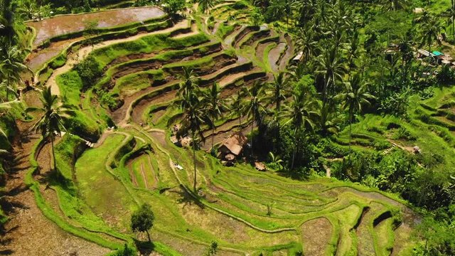 Aerial footage of Tegallalang rice terraces in Bali. Shot on a beautiful sunny day with both tourists and locals walking and exploring the green nature and culture.