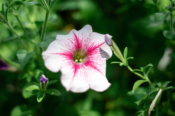 Obraz premium pink flower