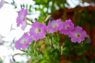 Petunia plant with purple flowers, Petunia exserta 