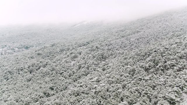 Beautiful landscape with snowy pine trees on a steep mountain slope, Utah, USA. Shot. Foggy hills covered with snowy spruces.