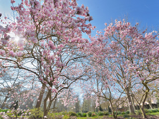 beautiful blossoming magnolia in a park at sprintime