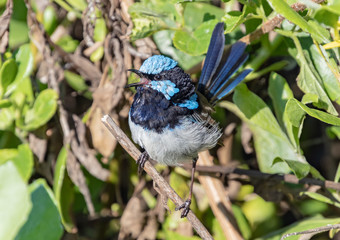 Superb Fairy-wren