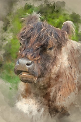 Watercolour painting of Highland cattle cow breed