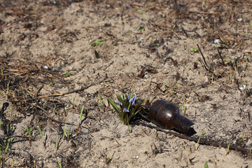 Spring flower blue coloring sprouted on burnt ground after pazhara near the discarded bottle. The consequences of fire for nature. New life is reborn in the past. Flora after an environmental disaster