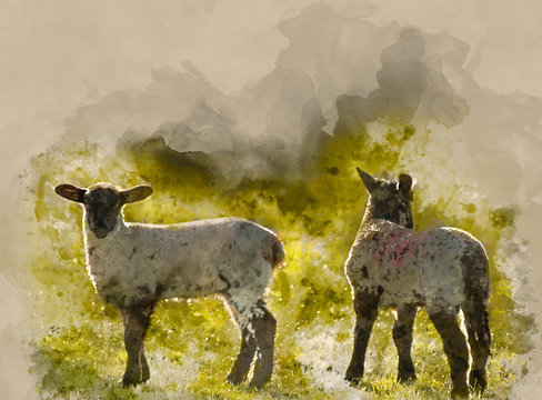Watercolour painting of Beauitful landscape image of newborn Spring lambs and sheep in fields during late evening light