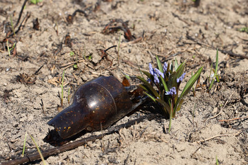 Spring flower blue coloring sprouted on burnt ground after pazhara near the discarded bottle. The consequences of fire for nature. New life is reborn in the past. Flora after an environmental disaster