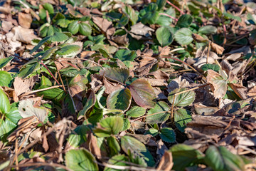 old and new strawberry plants together in spring