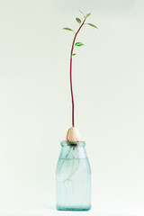 Macro of little sprout avocado on the bottle