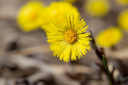 Tussilago flower. Coltsfoot. Macro coltsfoot.