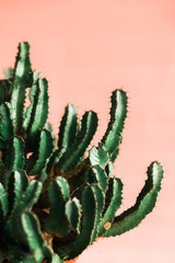 Green cactus on orange background natural light