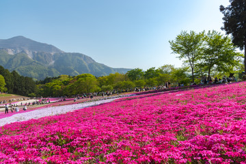 View of Pink moss (Shibazakura, Phlox subulata) flower at Hitsujiyama Park. The hills are filled with pink, red, blue, white flowers. Shibazakura festival in Chichibu city, Saitama Prefecture, Japan.