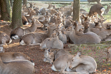 Wild Deer of Nara