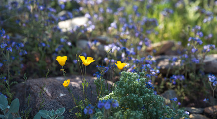 With the arrival of spring, colorful and delicate wildflowers litter the desert floor of the Sonoran desert in south west United States, adding to the desert wilderness beauty