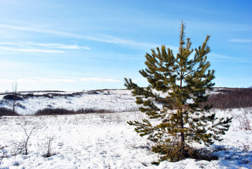 Small pine tree on hill covered with snow, on a background of blue cloudy sky, Ukraine