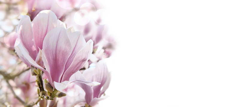 close on a beautiful magnolia flower on white background