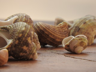 Seashell