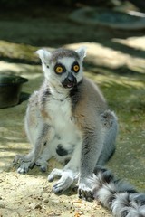 Fototapeta premium Lemuri 