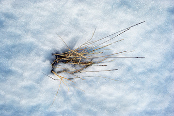 Bright yellow dry grass on white snow, natural background top view