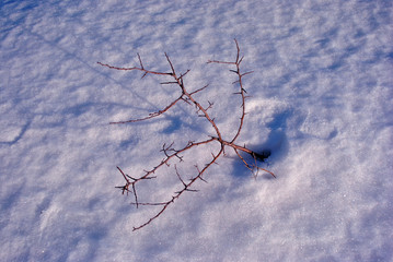 Brown dry twigs of small bush without leaves on white snow, natural background top view