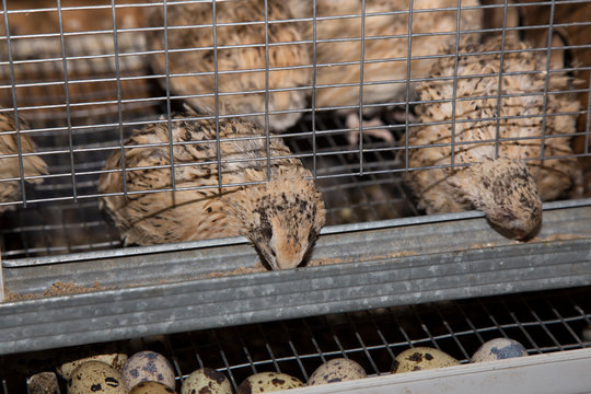 quail in a cage, eats the food and lays eggs