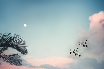 pastel sky palm trees sky flock of birds with moon  vintage style for background texture 
