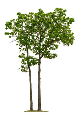 Fototapeta premium Big tree isolated on white background with clipping paths