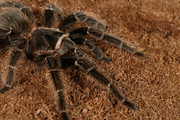 Closeup female of Spider Tarantula  (Lasiodora parahybana). These spiders considered to be the third largest tarantula in the world. Females can live up to 25 years.