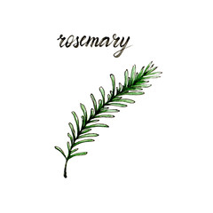 Hand drawn watercolor rosemary