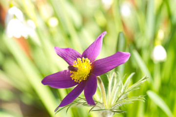 Blüte einer Gewöhnlichen Küchenschelle