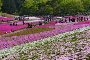 View of Pink moss (Shibazakura, Phlox subulata) flower at Hitsujiyama Park. The hills are filled with pink, red, blue, white flowers. Shibazakura festival in Chichibu city, Saitama Prefecture, Japan.