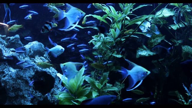 school of freshwater fish, scalar in the aquarium. underwater plants algae