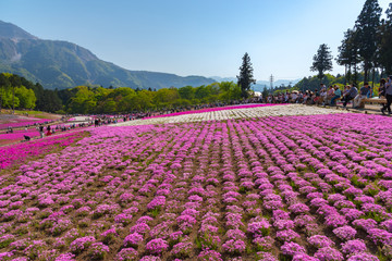 View of Pink moss (Shibazakura, Phlox subulata) flower at Hitsujiyama Park. The hills are filled with pink, red, blue, white flowers. Shibazakura festival in Chichibu city, Saitama Prefecture, Japan.