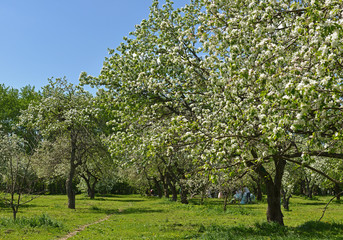 Fototapeta premium Blooming apple orchard in Moscow. Spring