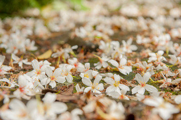 Beautiful white tung tree flower, Like the snow floating on the ground in May