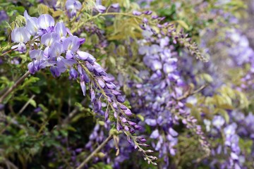 Wisteria violet outdoor.Wisteria purple flowers on a natural background.Wisteria purple brush colors	