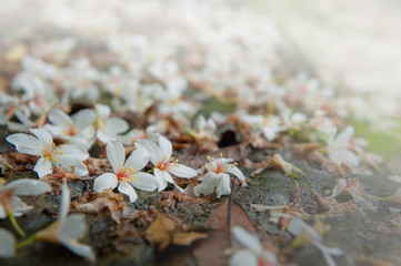Beautiful white tung tree flower, Like the snow floating on the ground in May