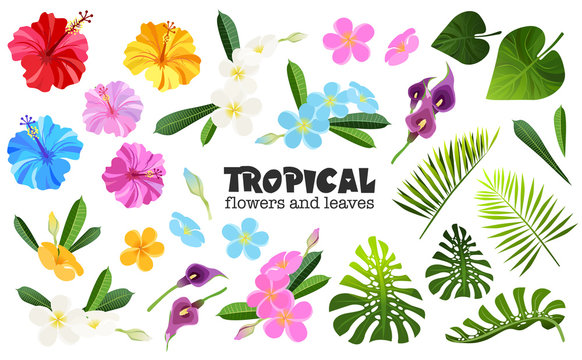 tropical objects set