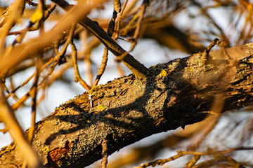 The branches of the Apple tree in the beautiful sunlight at sunset. Winter, trees bare and without leaves. Many branches of different size and shape. Nice yellow and orange light falling from the side