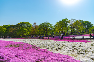 Fototapeta na wymiar View of Pink moss (Shibazakura, Phlox subulata) flower at Hitsujiyama Park. The hills are filled with pink, red, blue, white flowers. Shibazakura festival in Chichibu city, Saitama Prefecture, Japan.