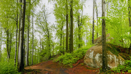 Forest with rock outcrops, landscape park Dovbush rocks. Carpathians, Ukraine