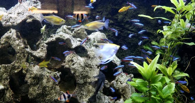 school of freshwater fish, scalar in the aquarium. underwater plants algae