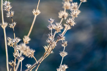 Thin prickly plant in spring after winter. Rough with small buds all over the branch. Cool but Sunny weather, at sunset, on the slope in the Rostov region, wildflowers and plants.