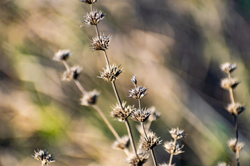 Thin prickly plant in spring after winter. Rough with small buds all over the branch. Cool but Sunny weather, at sunset, on the slope in the Rostov region, wildflowers and plants.