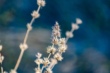 Thin prickly plant in spring after winter. Rough with small buds all over the branch. Cool but Sunny weather, at sunset, on the slope in the Rostov region, wildflowers and plants.