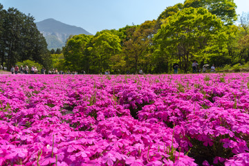 View of Pink moss (Shibazakura, Phlox subulata) flower at Hitsujiyama Park. The hills are filled with pink, red, blue, white flowers. Shibazakura festival in Chichibu city, Saitama Prefecture, Japan.