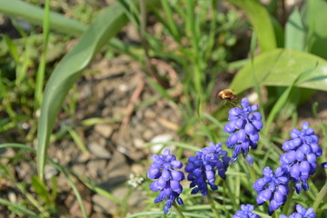 Spring