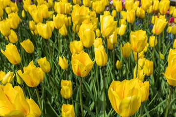 Flowers in garden Keukenhof Netherlands