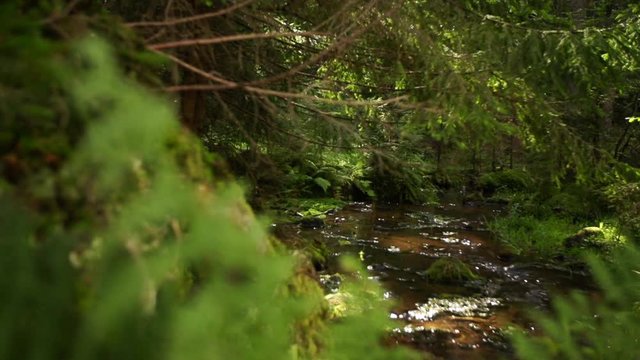 Forest with creek