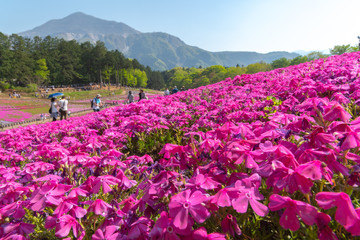 View of Pink moss (Shibazakura, Phlox subulata) flower at Hitsujiyama Park. The hills are filled with pink, red, blue, white flowers. Shibazakura festival in Chichibu city, Saitama Prefecture, Japan.